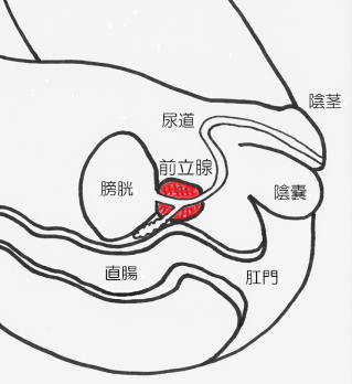 前立腺と直腸の位置関係のイラスト